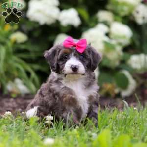 Princess, Mini Bernedoodle Puppy